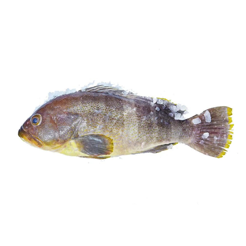 Fresh White Perch