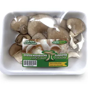 Oyster Mushroom